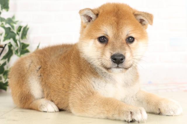 鹿児島県の柴犬(標準サイズ) (Coo&RIKU鹿児島店/2025年6月16日生まれ/男の子/赤)の子犬の2枚目の画像