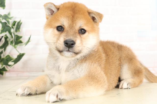 鹿児島県の柴犬(標準サイズ) (Coo&RIKU鹿児島店/2025年6月16日生まれ/男の子/赤)の子犬の3枚目の画像