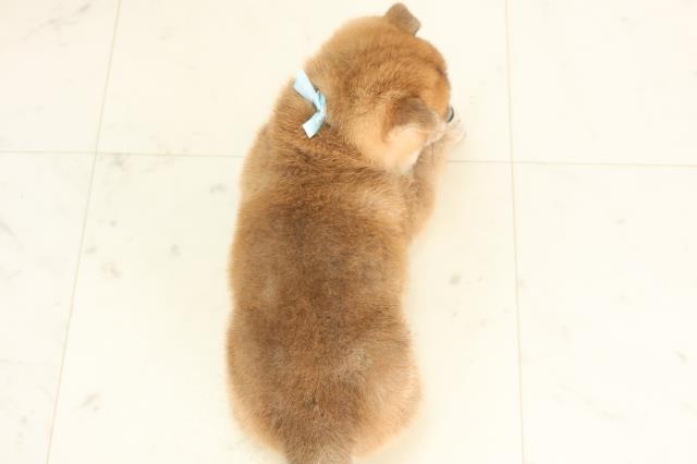 鹿児島県の柴犬(標準サイズ) (Coo&RIKU鹿児島店/2025年6月16日生まれ/男の子/赤)の子犬の4枚目の画像
