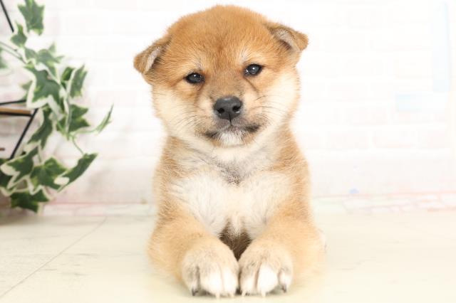 宮崎県の柴犬(標準サイズ) (Coo&RIKU宮崎店/2025年6月16日生まれ/男の子/赤)の子犬の1枚目の画像
