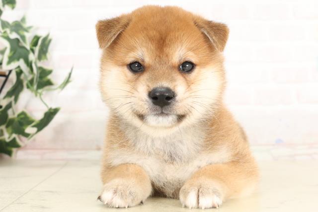 柴犬