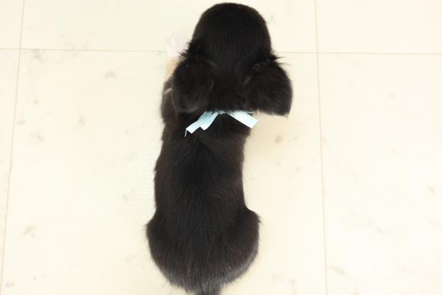 熊本県のチワワ(ロング) (Coo&RIKU熊本店/2025年6月11日生まれ/男の子/ブラックタンホワイト)の子犬の4枚目の画像