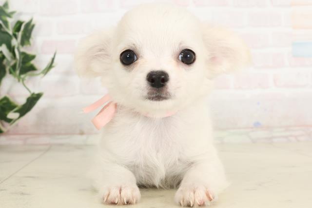 福岡県のチワワ(ロング) (Coo&RIKU小倉店/2025年6月11日生まれ/女の子/ホワイトクリーム)の子犬の1枚目の画像