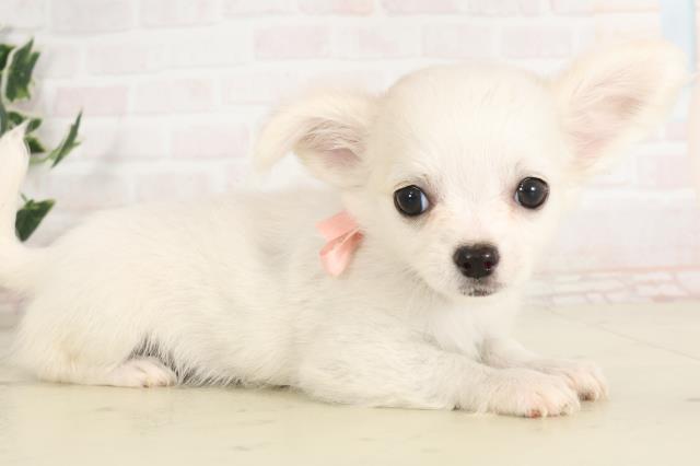 福岡県のチワワ(ロング) (Coo&RIKU小倉店/2025年6月11日生まれ/女の子/ホワイトクリーム)の子犬の2枚目の画像