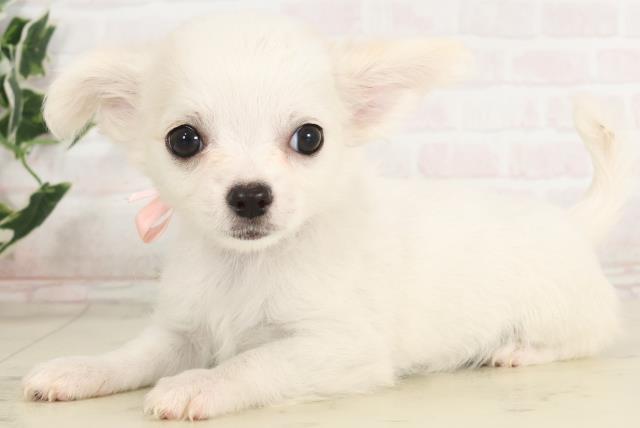 福岡県のチワワ(ロング) (Coo&RIKU小倉店/2025年6月11日生まれ/女の子/ホワイトクリーム)の子犬の3枚目の画像