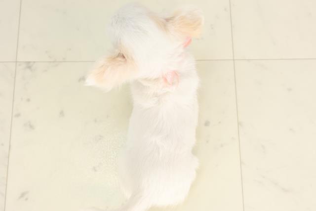 福岡県のチワワ(ロング) (Coo&RIKU小倉店/2025年6月11日生まれ/女の子/ホワイトクリーム)の子犬の4枚目の画像
