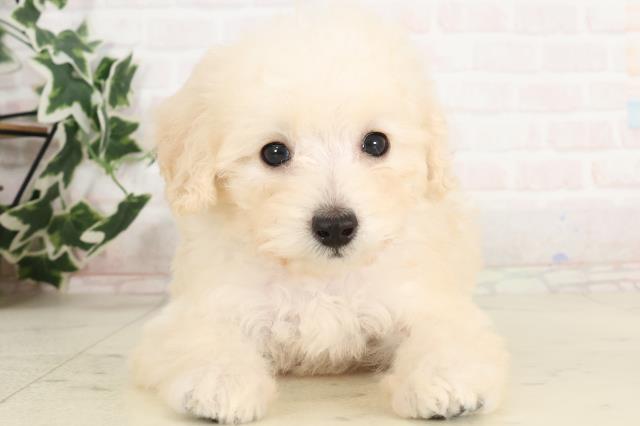 宮崎県のトイプードル(トイ) (Coo&RIKU宮崎店/2025年6月15日生まれ/男の子/ホワイト)の子犬の1枚目の画像