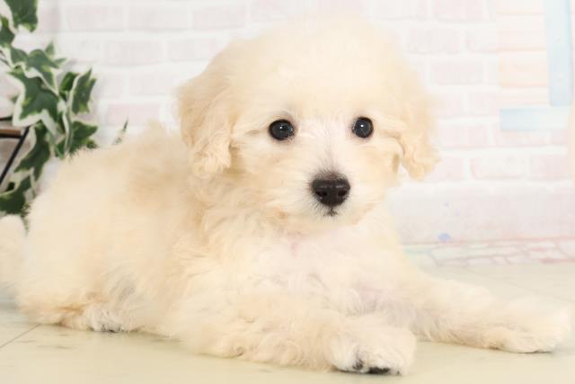 宮崎県のトイプードル(トイ) (Coo&RIKU宮崎店/2025年6月15日生まれ/男の子/ホワイト)の子犬の2枚目の画像