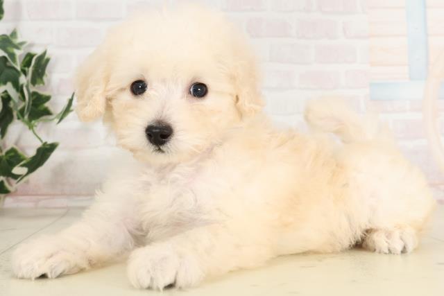 宮崎県のトイプードル(トイ) (Coo&RIKU宮崎店/2025年6月15日生まれ/男の子/ホワイト)の子犬の3枚目の画像