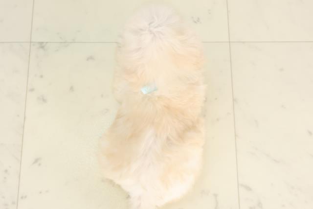 宮崎県のトイプードル(トイ) (Coo&RIKU宮崎店/2025年6月15日生まれ/男の子/ホワイト)の子犬の4枚目の画像