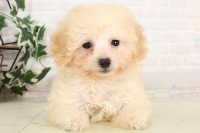 熊本県のトイプードル(トイ) (Coo&RIKU宇土シティモール店/2025年6月15日生まれ/男の子/クリーム)の子犬の1枚目の画像
