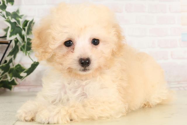 熊本県のトイプードル(トイ) (Coo&RIKU宇土シティモール店/2025年6月15日生まれ/男の子/クリーム)の子犬の3枚目の画像