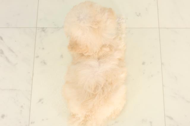 熊本県のトイプードル(トイ) (Coo&RIKU宇土シティモール店/2025年6月15日生まれ/男の子/クリーム)の子犬の4枚目の画像