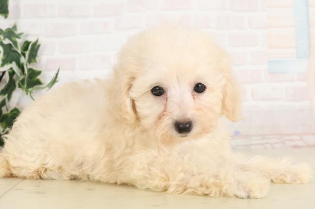 沖縄県のトイプードル(トイ) (Coo&RIKU沖縄浦添店/2025年6月15日生まれ/女の子/クリーム)の子犬の2枚目の画像