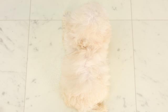 沖縄県のトイプードル(トイ) (Coo&RIKU沖縄浦添店/2025年6月15日生まれ/女の子/クリーム)の子犬の4枚目の画像