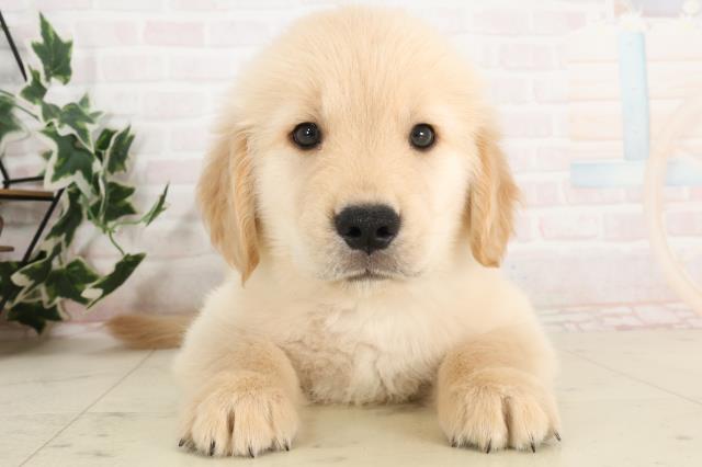 福岡県のゴールデンレトリバー (Coo&RIKU筑後店/2025年6月15日生まれ/男の子/ゴールド)の子犬の1枚目の画像