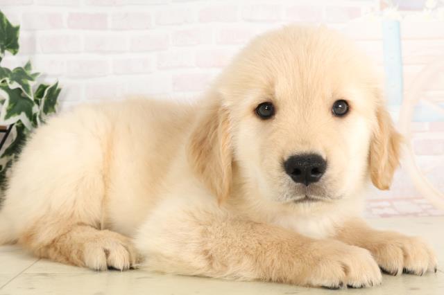 福岡県のゴールデンレトリバー (Coo&RIKU筑後店/2025年6月15日生まれ/男の子/ゴールド)の子犬の2枚目の画像