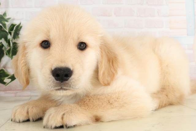 福岡県のゴールデンレトリバー (Coo&RIKU筑後店/2025年6月15日生まれ/男の子/ゴールド)の子犬の3枚目の画像