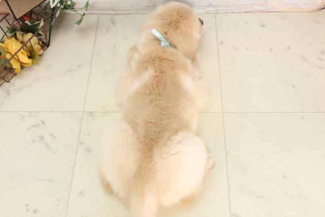 福岡県のゴールデンレトリバー (Coo&RIKU筑後店/2025年6月15日生まれ/男の子/ゴールド)の子犬の4枚目の画像
