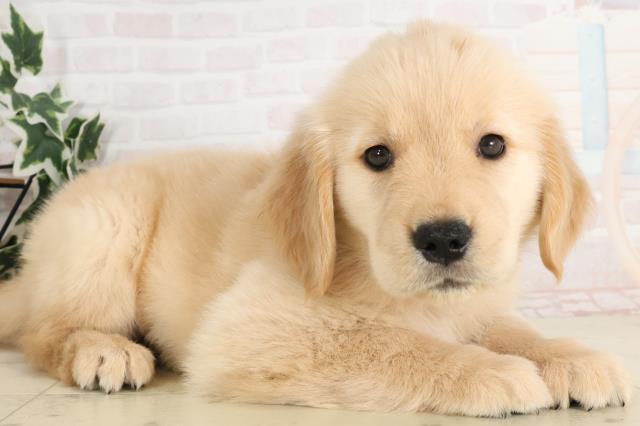 鹿児島県のゴールデンレトリバー (Coo&RIKU鹿屋店/2025年6月15日生まれ/女の子/ゴールド)の子犬の2枚目の画像