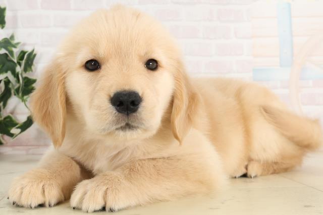 鹿児島県のゴールデンレトリバー (Coo&RIKU鹿屋店/2025年6月15日生まれ/女の子/ゴールド)の子犬の3枚目の画像