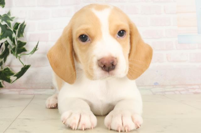 鹿児島県のビーグル (Coo&RIKU鹿児島店/2025年6月15日生まれ/男の子/レモンホワイト)の子犬の1枚目の画像