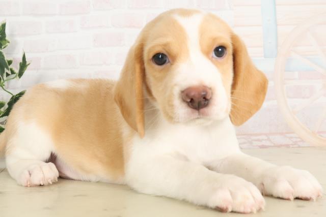 鹿児島県のビーグル (Coo&RIKU鹿児島店/2025年6月15日生まれ/男の子/レモンホワイト)の子犬の2枚目の画像