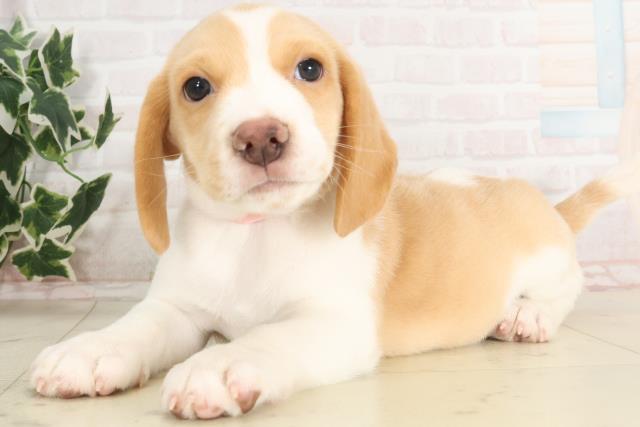 鹿児島県のビーグル (Coo&RIKU鹿児島店/2025年6月15日生まれ/男の子/レモンホワイト)の子犬の3枚目の画像