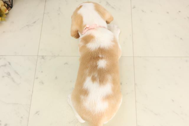 鹿児島県のビーグル (Coo&RIKU鹿児島店/2025年6月15日生まれ/男の子/レモンホワイト)の子犬の4枚目の画像