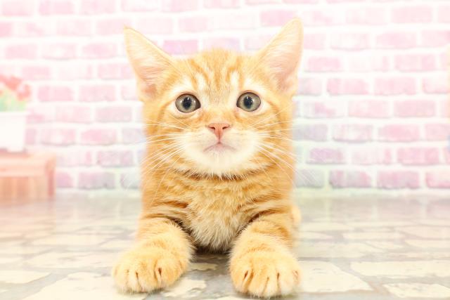 東京都のアメリカンショートヘアー (Coo&RIKU浅草店/2025年6月17日生まれ/男の子/レッドタビー)の子猫の1枚目の画像