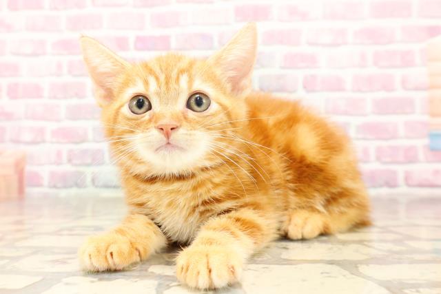 東京都のアメリカンショートヘアー (Coo&RIKU浅草店/2025年6月17日生まれ/男の子/レッドタビー)の子猫の2枚目の画像