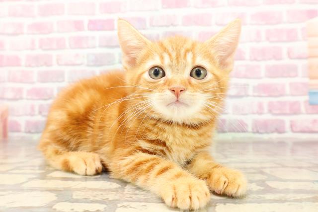 東京都のアメリカンショートヘアー (Coo&RIKU浅草店/2025年6月17日生まれ/男の子/レッドタビー)の子猫の3枚目の画像