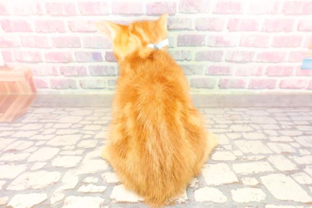 東京都のアメリカンショートヘアー (Coo&RIKU浅草店/2025年6月17日生まれ/男の子/レッドタビー)の子猫の4枚目の画像