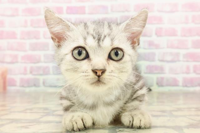 東京都のマンチカン (Coo&RIKU池袋西口店/2025年6月17日生まれ/男の子/シルバータビー)の子猫の1枚目の画像