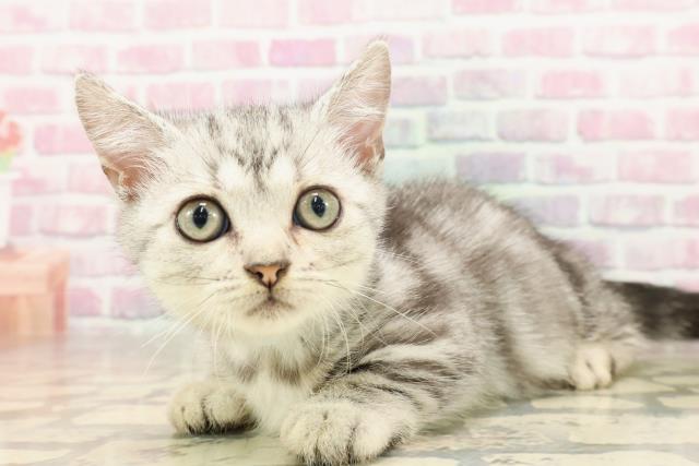東京都のマンチカン (Coo&RIKU池袋西口店/2025年6月17日生まれ/男の子/シルバータビー)の子猫の2枚目の画像