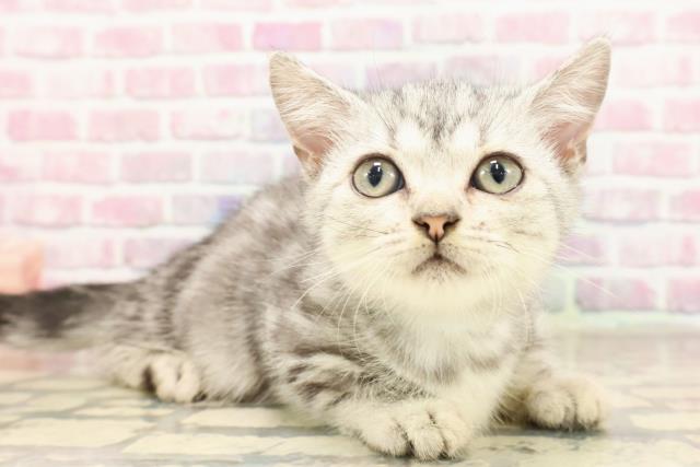 東京都のマンチカン (Coo&RIKU池袋西口店/2025年6月17日生まれ/男の子/シルバータビー)の子猫の3枚目の画像