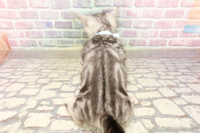東京都のマンチカン (Coo&RIKU池袋西口店/2025年6月17日生まれ/男の子/シルバータビー)の子猫の4枚目の画像
