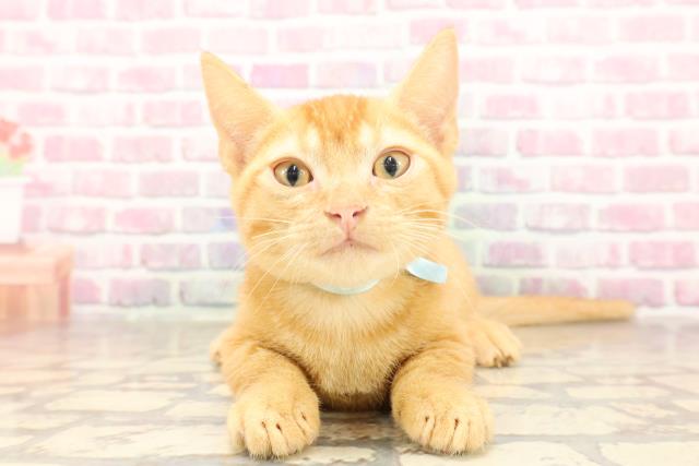 東京都のマンチカン (Coo&RIKU浅草店/2025年6月13日生まれ/男の子/レッドテックドタビー)の子猫の1枚目の画像