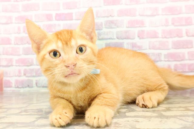 東京都のマンチカン (Coo&RIKU浅草店/2025年6月13日生まれ/男の子/レッドテックドタビー)の子猫の2枚目の画像