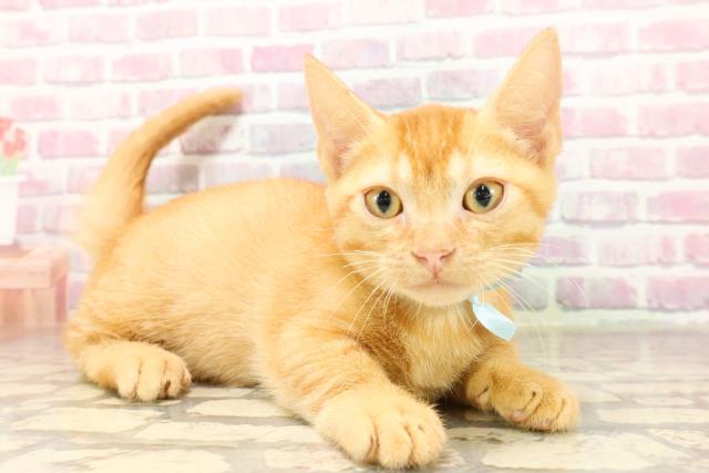 東京都のマンチカン (Coo&RIKU浅草店/2025年6月13日生まれ/男の子/レッドテックドタビー)の子猫の3枚目の画像