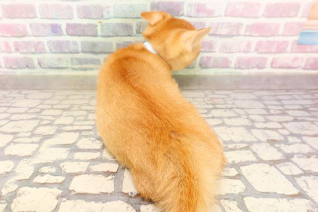 東京都のマンチカン (Coo&RIKU浅草店/2025年6月13日生まれ/男の子/レッドテックドタビー)の子猫の4枚目の画像