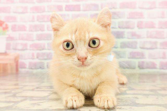 東京都のアメリカンカール (Coo&RIKU秋葉原店/2025年6月18日生まれ/男の子/クリームタビー)の子猫の1枚目の画像