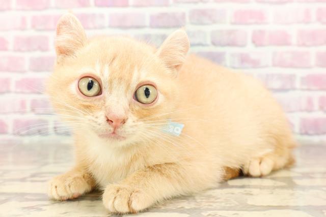 東京都のアメリカンカール (Coo&RIKU秋葉原店/2025年6月18日生まれ/男の子/クリームタビー)の子猫の2枚目の画像