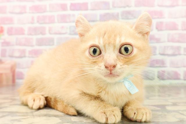 東京都のアメリカンカール (Coo&RIKU秋葉原店/2025年6月18日生まれ/男の子/クリームタビー)の子猫の3枚目の画像