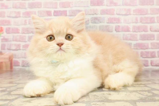 東京都のラガマフィン (Coo&RIKU中野サンモール店/2025年6月13日生まれ/男の子/クリームタビーホワイト)の子猫の2枚目の画像