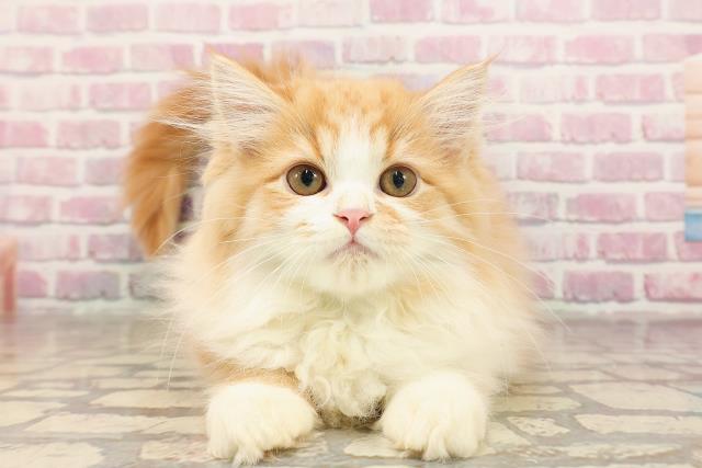 東京都のラガマフィン (Coo&RIKU高円寺店/2025年6月13日生まれ/男の子/レッドタビーホワイト)の子猫
