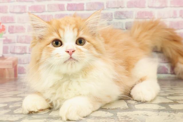 東京都のラガマフィン (Coo&RIKU高円寺店/2025年6月13日生まれ/男の子/レッドタビーホワイト)の子猫の2枚目の画像