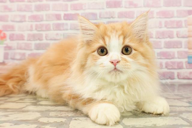 東京都のラガマフィン (Coo&RIKU高円寺店/2025年6月13日生まれ/男の子/レッドタビーホワイト)の子猫の3枚目の画像