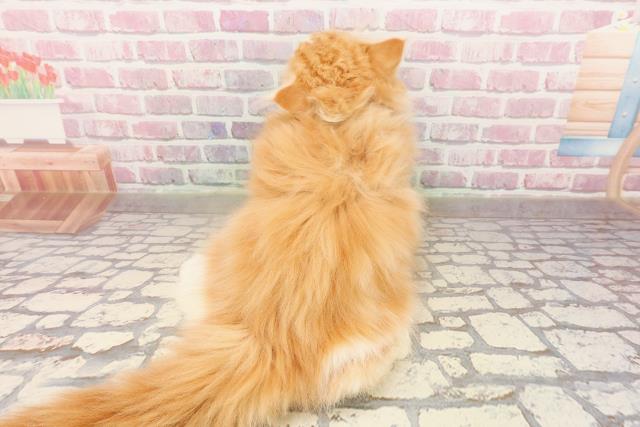 東京都のラガマフィン (Coo&RIKU高円寺店/2025年6月13日生まれ/男の子/レッドタビーホワイト)の子猫の4枚目の画像