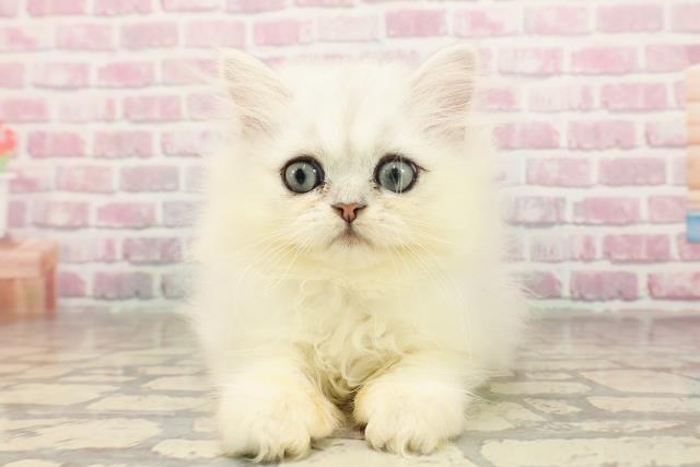 東京都のペルシャ (Coo&RIKU新宿三丁目店/2025年6月12日生まれ/男の子/チンチラシルバー)の子猫の1枚目の画像